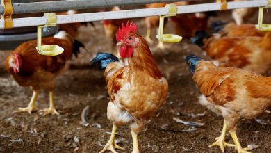 Photo of Dutch poultry imports banned temporarily after bird flu outbreak