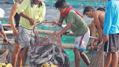 Photo of Closed fishing season in northern Palawan starts