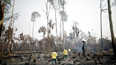 Photo of What can world leaders do to make COP26 deforestation pledge a success?