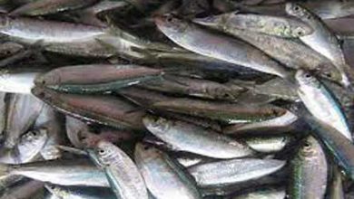 Photo of Sardine management plan rolled out as supply dwindles