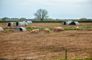 Photo of British farmers call for summit on worsening pig-cull crisis