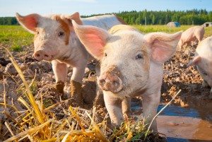 Photo of UK pig industry review announced as 200,000 animals stranded on farms