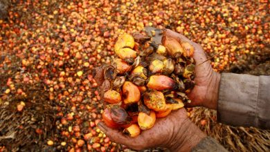 Photo of Indonesia’s palm oil export ban leaves global buyers with no plan B