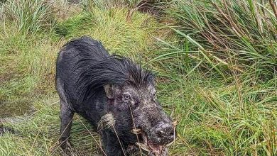 Photo of Mt. Apo trekkers asked not to bring pork products to protect PHL warty pig from ASF risk   
