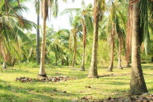 Photo of Coconut industry development plan launched