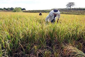 Photo of P20 rice seen possible late in Marcos term; to require massive investment