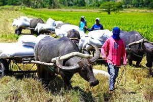 Photo of Rice farmers receive P8.2 billion from DBP, LANDBANK since 2019