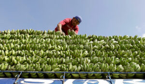Photo of Philippine banana growers plead for Japanese consumers to bear price hikes