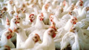 Photo of Chicken output set to decline as cost of feed rises