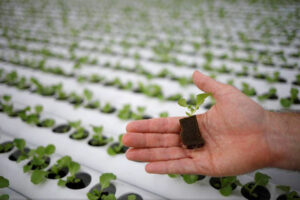 Photo of BoI approves P60-M Batangas hydroponic vegetable production project