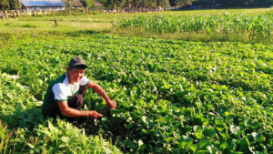 Photo of US trade mission seeks enhanced agricultural sector collaboration with PHL