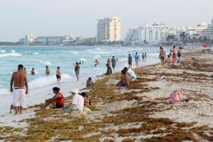 Photo of Stinky seaweed threatens Mexico’s tourism boom
