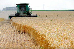 Photo of Food prices fall in June; cereal output seen slightly higher