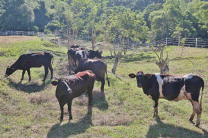 Photo of Expansion planned for cattle, carabao, goat production