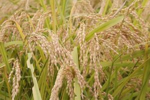 Photo of Palay prices up 0.1% month on month in May