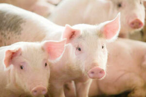 Photo of Hog industry projected to require P48 billion for herd restoration