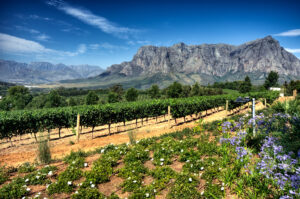 Photo of Counter-seasonality boost for South African exporters