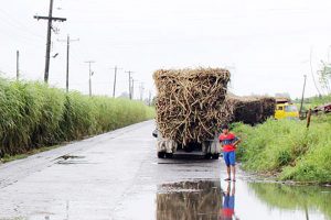 Photo of Agri dep’t considering price ceiling for sugar