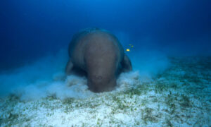 Photo of Gentle dugongs functionally extinct in Chinese waters – study