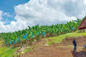 Photo of 3 companies invest P468M for banana plantation in former Maguindanao conflict zone