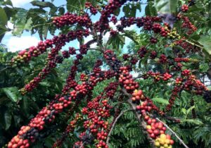 Photo of Nescafé Mindanao project raises coffee yields by 64%