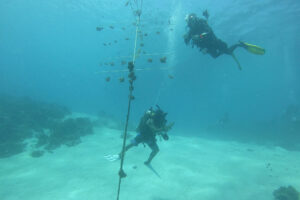 Photo of Australia-funded coral restoration project underway in Zambales  