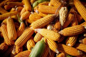Photo of Feed-dependent industries urge more budget support for yellow corn production