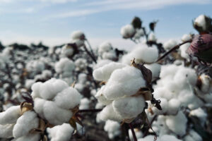 Photo of The world’s cotton supply keeps shrinking, hit by drought, heat