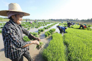 Photo of Job quality upgrades in agri seen boosting food affordability