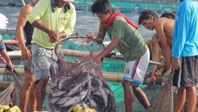 Photo of BFAR says fisheries modernization goal is to reduce import reliance