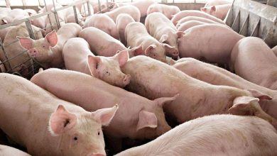 Photo of Agriculture lobby says full recovery from swine fever outbreak possible before 2024