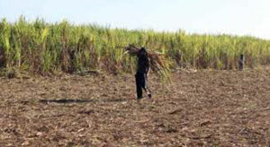 Photo of ‘Market failure’ warrants gov’t intervention to upgrade sugar production
