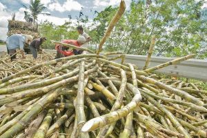 Photo of SRA board wants all sugar production for domestic use