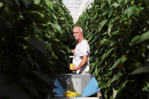 Photo of Gas shortages hit Dutch greenhouses