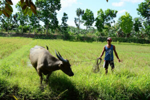 Photo of Carabao meat being positioned as potential beef substitute