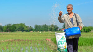 Photo of Fertilizer being tailored to rice-growing locations