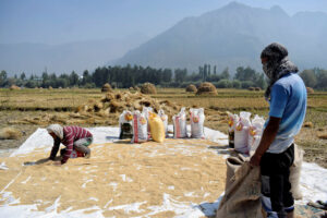 Photo of India restricts rice exports, could fuel food inflation