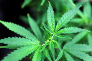 Photo of Senators support legalization of medical marijuana use