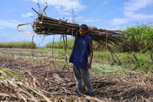 Photo of Sugar industry woes due to the failure of SRA to implement SIDA law