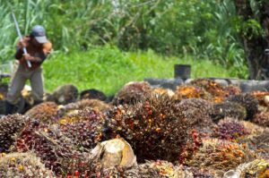 Photo of Asian farmers plant to boost palm oil output, seedling shortage slows pace