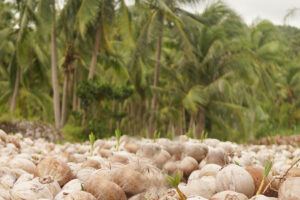 Photo of Addressing the challenge of agricultural development: The coconut