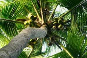 Photo of Coconut industry dev’t plan seeks to upgrade safety nets for farmers