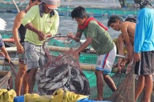Photo of Fisheries output up 5.6% by volume in second quarter