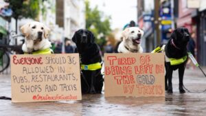 Photo of Growing number of UK shops and taxis refusing to let guide dogs in