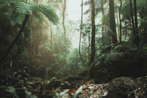Photo of It’s better to mine the world’s rainforests than farm them
