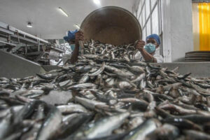 Photo of Sardine canneries in deal to secure supply during closed fishing season