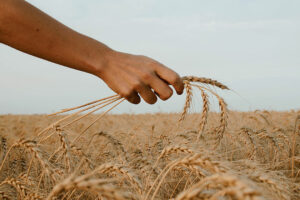 Photo of Brazil to buy US, Canada and Russian wheat as Argentine supplies dwindle