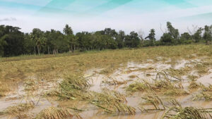 Photo of Agri damage from storm Paeng balloons to P4.37B