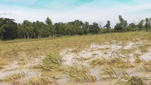 Photo of Flooded Bangsamoro towns suffer at least P50-M in agricultural damage