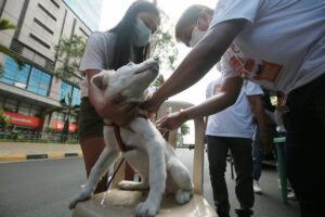 Photo of Solon seeks probe of rabies control program’s failure to reach targets